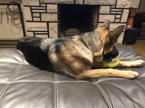 My dog knows she cant be on the couch with her toys so she gets half way on the couch so I guess she technically isnt on the couch