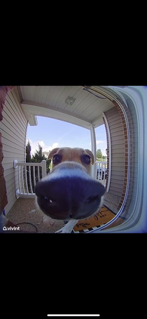 My dog learned how to use the doorbell