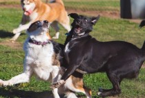 My dog left is shy and sits by me at the dog park Finally got enough courage to go play