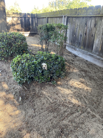 My dog likes to hangout in this bush Shes been doing it since she was a pup