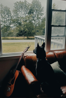 My dog looks like hes about to write the most fire country album of all time