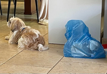 My dog looks like the bag