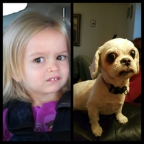 My dog looks like the girl from that meme