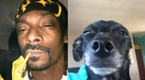 My dog looks more like Snoop than Snoop does
