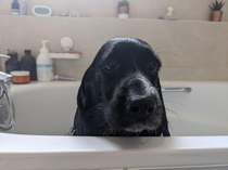 My dog looks very philosophical when hes being bathed