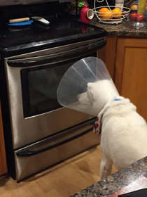 My dog loves to stare out the window Even after surgery