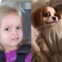 My dog made a familiar face