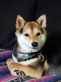 My dog making a school picture pose