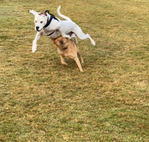 My dog met a friend at the dog park today