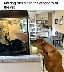 My dog met the fish