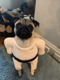 My dog named Javier who has an underbite in a sumo suit That is all