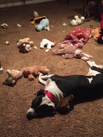 My dog ODd on stuffed animals and passed out