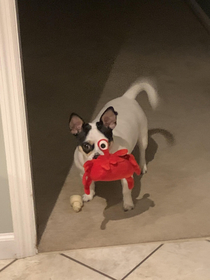 My dog picked up his toy just right