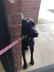 My dog pins herself against the wall when she knows were at the vet