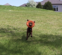 My dog plays fetch with a frisbee that has a hole in the center of it and when he grabs it he puts his face through it like this
