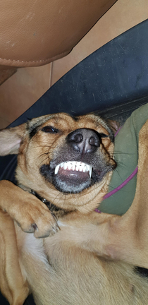 My dog smiling for the camera