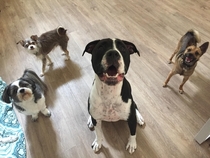 My dog Stuart and his friends from daycare look like they have a new album dropping this week