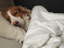 My dog takes my girlfriends spot when she leaves for work This is what I woke up to today