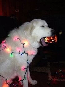 My dog tangled in Christmas lights and breathing fire
