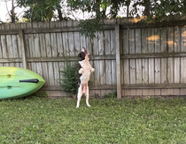 My dog trying to eat leaves off of the tree