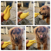My dog was curious about my crazy lemon