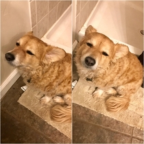 My dog was extremely tired but just HAD to follow me into the bathroom in the middle of the night