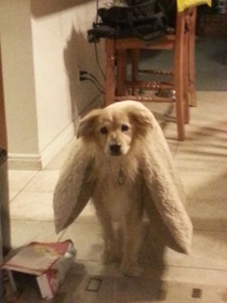 My dog was really afraid of the fire works around so we put her doggy bed over her so she could hide Then she got up later and was walking around like this