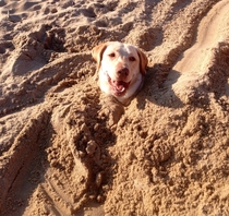 My dog was totally cool about us burying him