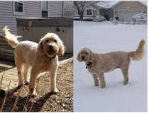 My dog was unimpressed with the change in weather  vs 