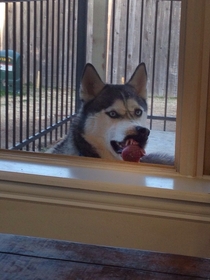 My dog watching us eat