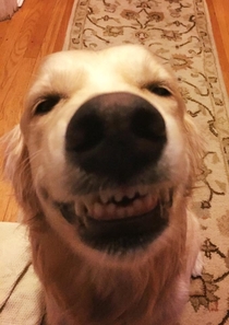 My dog welcoming me home from work Best smile ever