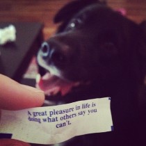 My dog who usually knows better ate a fortune cookie from the coffee table Classic