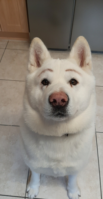 My dog with eyebrows