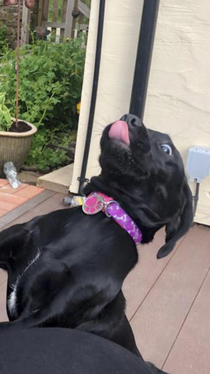 My doggo Bella Her reaction whenever we get her treats out
