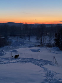 My doggo embracing the sunrise during his morning dump