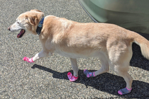 my doggo rocking new socks