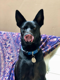 My dogs black spotted tongue makes a cute piggy snout