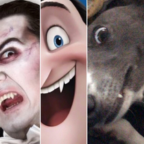 My dogs Dracula impression