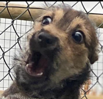 My dogs face at the puppy litter reunion