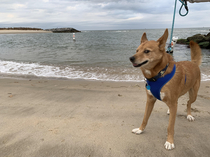 My dogs first time at the beach reminds me of a certain other dog