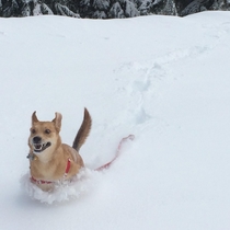 My dogs first time playing in the snow The pure joy on his face is amazing