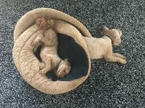 My dogs flipped their bed and they look like they are suffering spaghettification as a consequence of chasing their ball into the singularity of a black hole