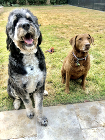 My dogs have the same size difference as The Rock and Kevin Hart