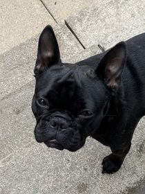 My dogs head wrinkles make a perfect letter A