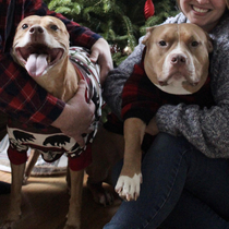 My dogs in our family photo this year basically sum up the two moods of 