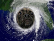 My dogs name is Arthur And since there just so happens to be a hurricane on the way with the same name my boyfriend decided this was appropriate