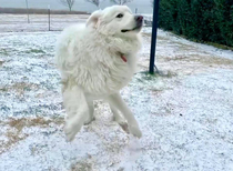 My dogs reaction when the frozen grass crunched under his paws First time snow