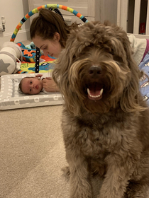 My dogs smiling like hes the proud new parent