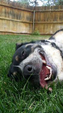 My dogs tongue looks like a undercooked steak