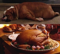 My dogs turkey impression on Thanksgiving